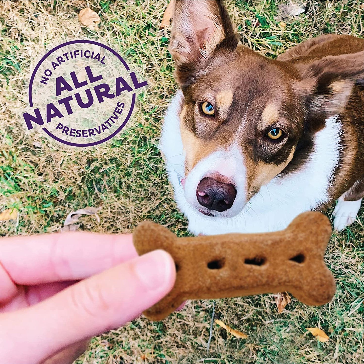 Wellness P-Nuttier Dog Biscuits, Natural, Training Treats, Peanut Butter Flavor, Large Size, (6 Pound Box)